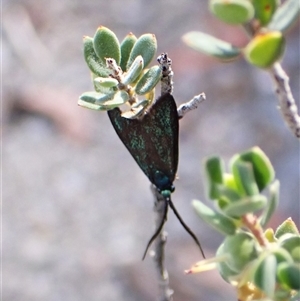 Pollanisus (genus) (A Forester Moth) at Aranda, ACT - 12 Dec 2025 by CathB