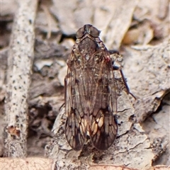 Reptalus (genus) (A Cixiid planthopper) at Cook, ACT - 14 Dec 2025 by CathB