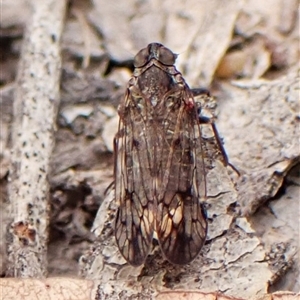 Unverified Leafhopper or planthopper (Hemiptera, several families) at Cook, ACT - Yesterday by CathB