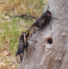 Psaltoda moerens (Redeye cicada) at Cook, ACT - 14 Dec 2025 by CathB