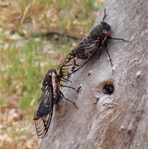 Psaltoda moerens (Redeye cicada) at Cook, ACT - Yesterday by CathB