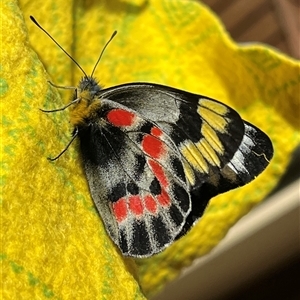 Delias harpalyce at Gordon, ACT - 3 Oct 2025 by GG