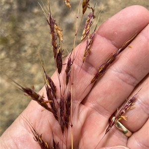 Sorghum leiocladum (Wild Sorghum) at Bonython, ACT - Today by GG