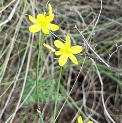 Tricoryne elatior (Yellow Rush Lily) at Bonython, ACT - 14 Dec 2025 by GG
