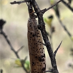 Archichauliodes sp. (genus) (Alderfly or Dobsonfly) at Greenway, ACT - 14 Dec 2025 by GG