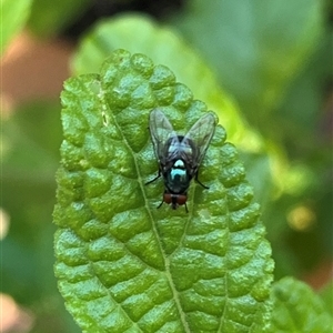 Unverified True fly (Diptera) at Gordon, ACT - 8 Dec 2025 by GG