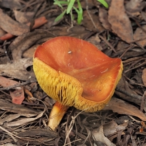 Phylloporus sp. (Phylloporus sp.) at Uriarra Village, ACT - 16 Jan 2024 by KenT