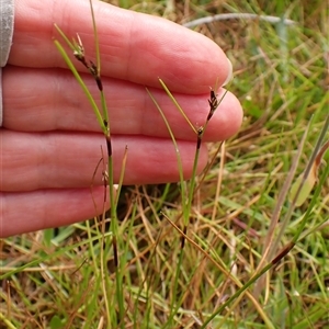 Schoenus apogon (Common Bog Sedge) at Cook, ACT - Today by CathB