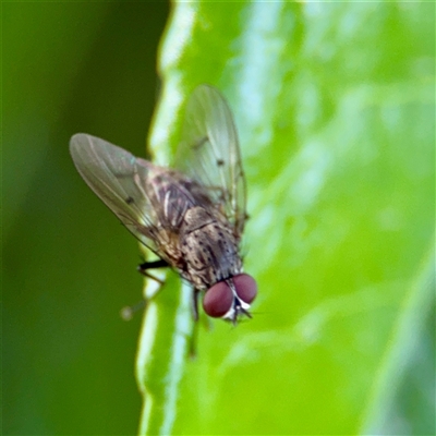 Helina sp. (genus) (Muscid fly) at Bright, VIC - 14 Dec 2025 by Hejor1