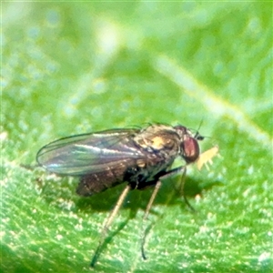 Diaphorinae (subfamily) at Bright, VIC - Yesterday by Hejor1