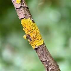 Candelariella sp. at Bright, VIC - 14 Dec 2025 by Hejor1