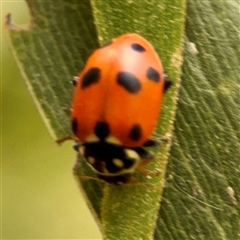 Hippodamia variegata (Spotted Amber Ladybird) at Bright, VIC - 14 Dec 2025 by Hejor1