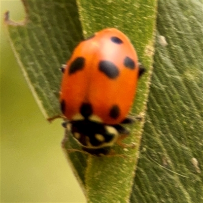 Hippodamia variegata (Spotted Amber Ladybird) at Bright, VIC - 14 Dec 2025 by Hejor1