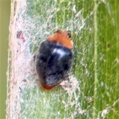 Cryptolaemus montrouzieri (Mealybug ladybird) at Bright, VIC - 14 Dec 2025 by Hejor1