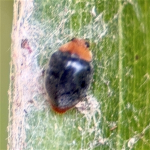 Cryptolaemus montrouzieri at Bright, VIC - Yesterday by Hejor1