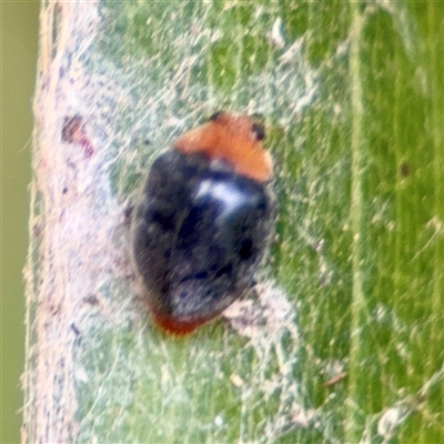 Cryptolaemus montrouzieri (Mealybug ladybird) at Bright, VIC - 14 Dec 2025 by Hejor1