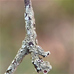 Flavoparmelia sp. at Bright, VIC - 14 Dec 2025 by Hejor1