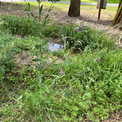 Verbena sp. at Bright, VIC - 14 Dec 2025 by Hejor1