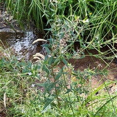 Epilobium sp. at Bright, VIC - 14 Dec 2025 by Hejor1