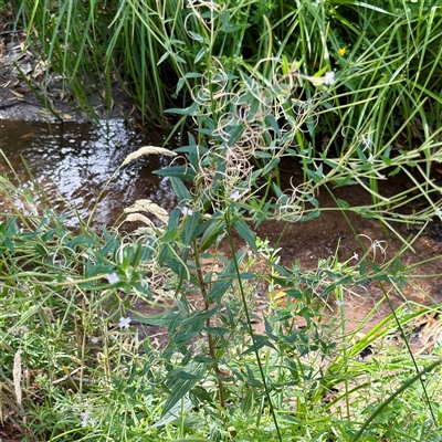 Epilobium sp. at Bright, VIC - 14 Dec 2025 by Hejor1