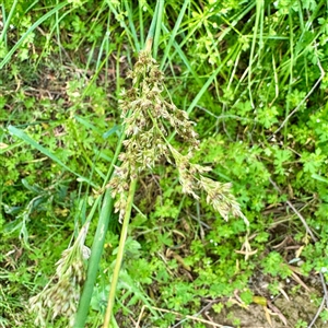 Juncus (genus) at Bright, VIC - Today by Hejor1