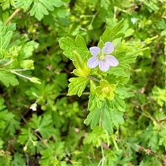 Geranium (genus) at Bright, VIC - 14 Dec 2025 by Hejor1