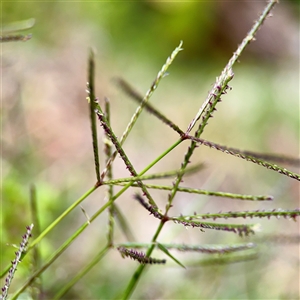 Paspalum dilatatum at Bright, VIC - Today by Hejor1