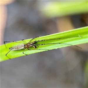 Tetragnatha sp. (genus) at Bright, VIC - Yesterday by Hejor1