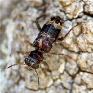 Stigmatium victoriae at Bright, VIC - Yesterday by Hejor1
