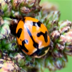 Coccinella transversalis (Transverse Ladybird) at Bright, VIC - 14 Dec 2025 by Hejor1