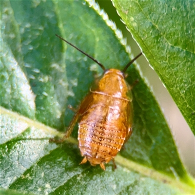 Ellipsidion australe at Bright, VIC - 14 Dec 2025 by Hejor1