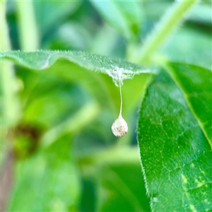 Tamopsis sp. (genus) at Bright, VIC - Yesterday by Hejor1