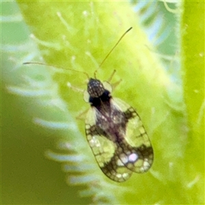 Stephanitis pyrioides at Bright, VIC - Yesterday by Hejor1