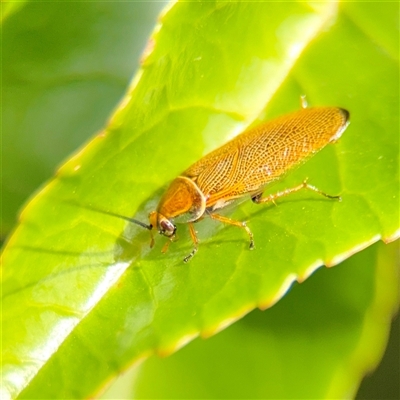 Ellipsidion australe at Bright, VIC - 14 Dec 2025 by Hejor1