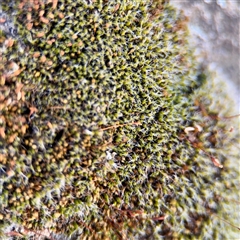 Grimmia sp. at Bright, VIC - 14 Dec 2025 by Hejor1