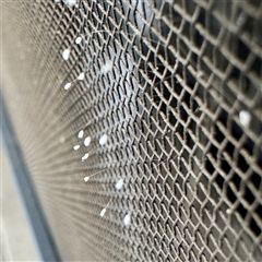 Neuroptera (order) (Unidentified lacewing) at Bright, VIC - 14 Dec 2025 by Hejor1