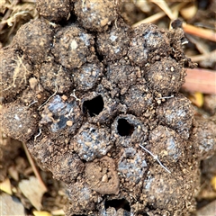 Apocrita (suborder) Nest at Coolac, NSW - 14 Dec 2025 by Hejor1