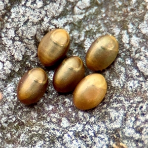 Hemiptera (order) at Coolac, NSW - Yesterday by Hejor1