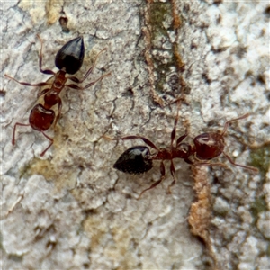 Crematogaster sp. (genus) at Coolac, NSW - Yesterday by Hejor1