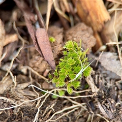 Rosulabryum sp. at Coolac, NSW - 14 Dec 2025 by Hejor1