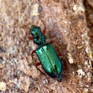 Phlogistus sp. (genus) at Coolac, NSW - Yesterday by Hejor1