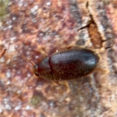 Alleculinae sp. (Subfamily) at Coolac, NSW - 14 Dec 2025 by Hejor1