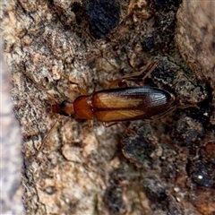 Euomma lateralis (Comb-clawed beetle) at Coolac, NSW - 14 Dec 2025 by Hejor1