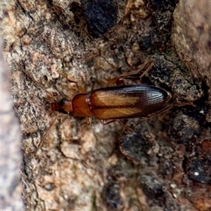 Euomma lateralis at Coolac, NSW - Yesterday by Hejor1