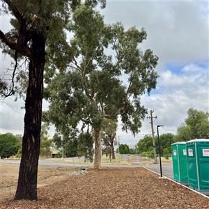 Eucalyptus (genus) at Coolac, NSW - Today by Hejor1