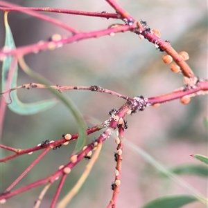 Monophlebulus sp. (genus) at Holbrook, NSW - Yesterday by Hejor1