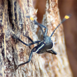 Coreidae (family) at Holbrook, NSW - Yesterday by Hejor1