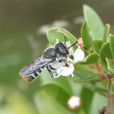 Megachile heliophila at Hall, ACT - 12 Dec 2025 by Anna123