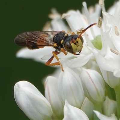 Cerceris sp. (genus) at Hall, ACT - 14 Dec 2025 by Anna123