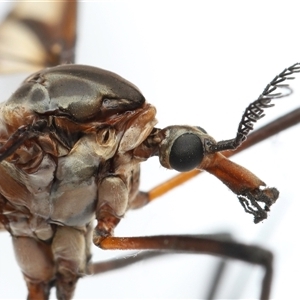 Unverified Crane fly, midge, mosquito or gnat (several families) at Lawson, ACT - 11 Dec 2025 by TimL